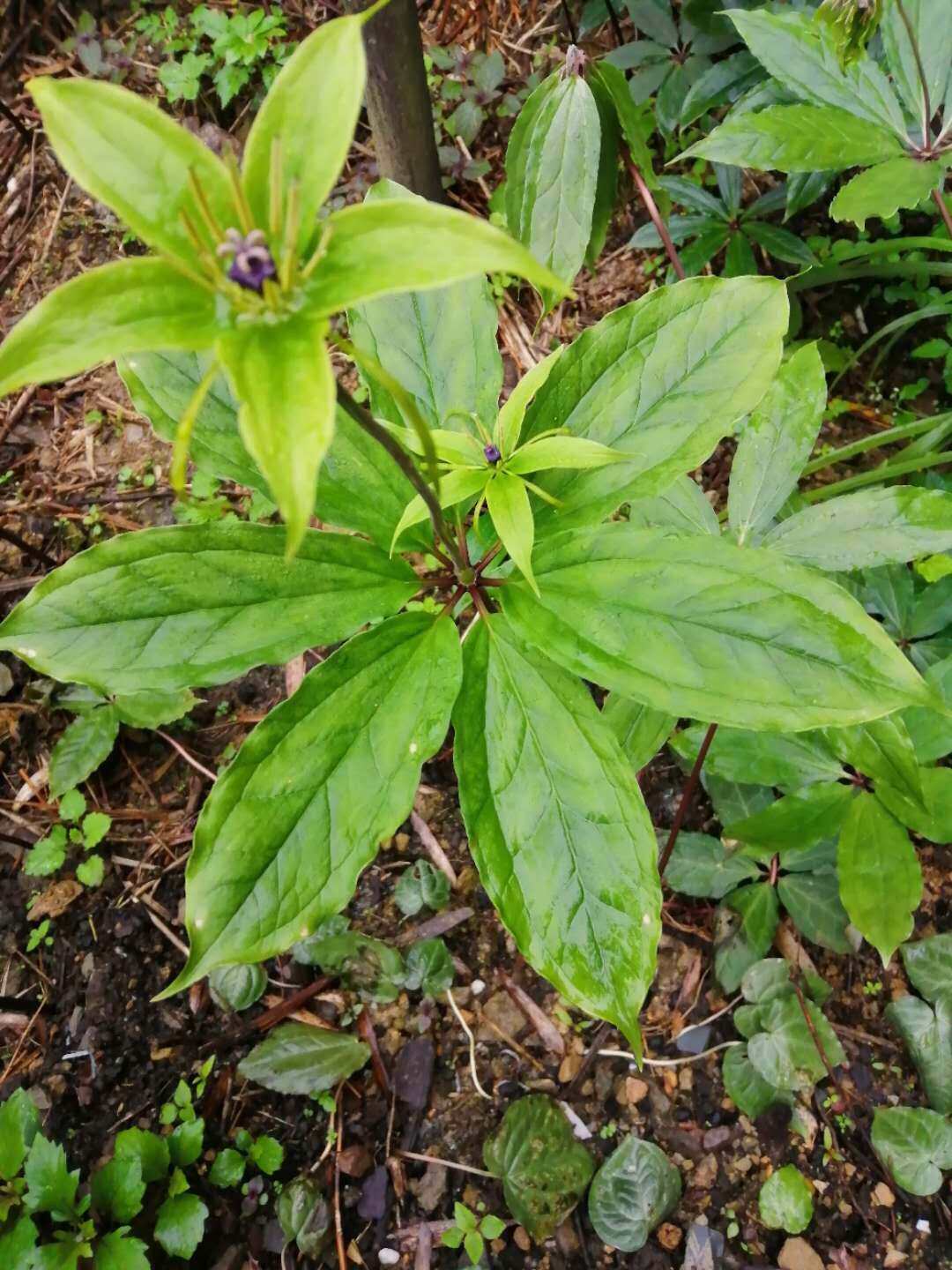 七叶一枝花 重楼 铁灯台 七叶莲 灯台七 金线重楼根部500g