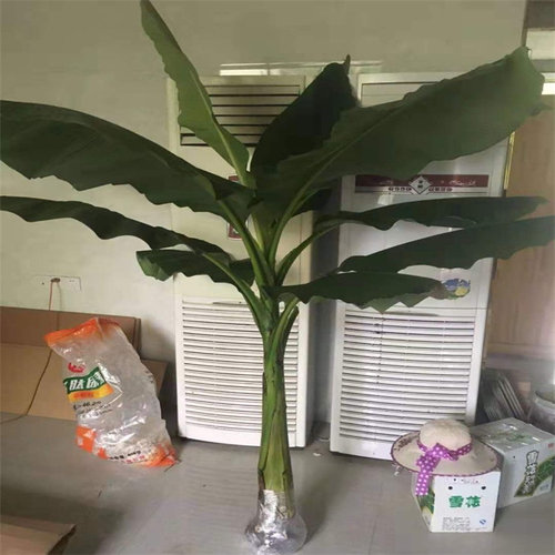 庭院大型绿植花卉芭蕉苗 北方耐寒观赏日本芭蕉树苗室内大叶植物 - 图1