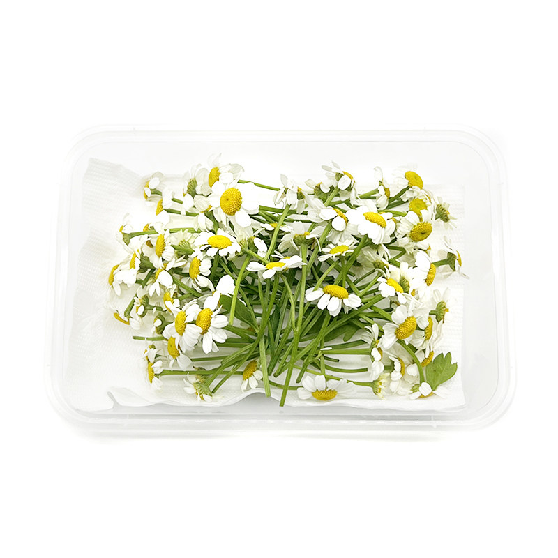 新鲜洋甘菊白色鲜花 食用花小雏菊花迷你菊50朵点缀装饰西餐摆盘