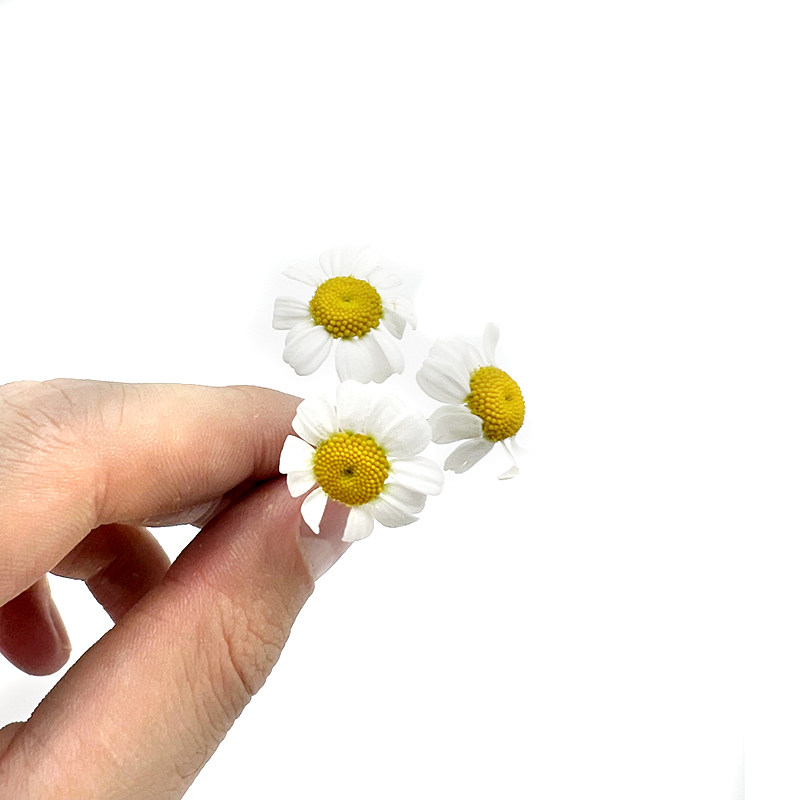 新鲜洋甘菊白色鲜花 食用花小雏菊花迷你菊50朵点缀装饰西餐摆盘