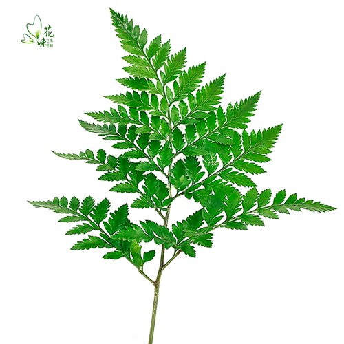 新鲜杨子叶 高山羊齿叶 芒叶10支 花草酒店西餐烘焙摆盘装饰点缀 - 图1