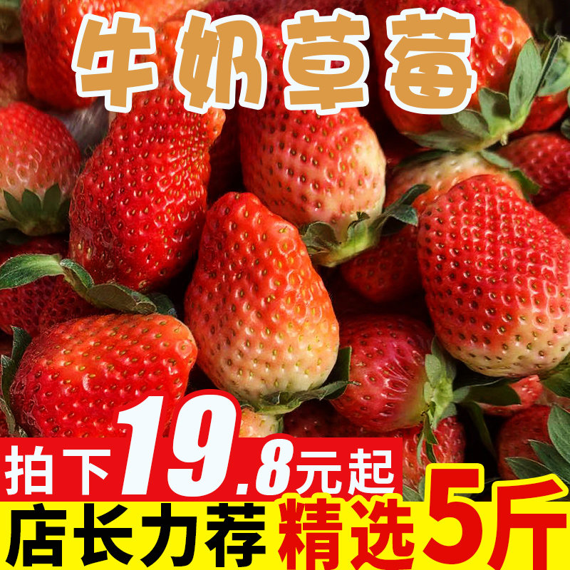 纯香果大凉山牛奶油草莓新鲜当季心形草莓水果5斤整箱大草莓包邮