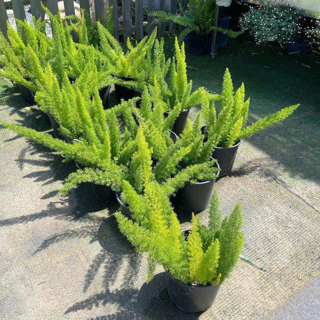 能过冬的常绿地被植物,常绿低矮地被植物,耐寒耐冻的常绿植物_大山谷图库