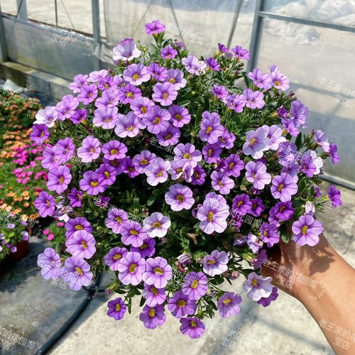 百万小玲盆栽阳台庭院四季花卉垂吊植物花期长易爆盆舞春花带花苗 - 图0