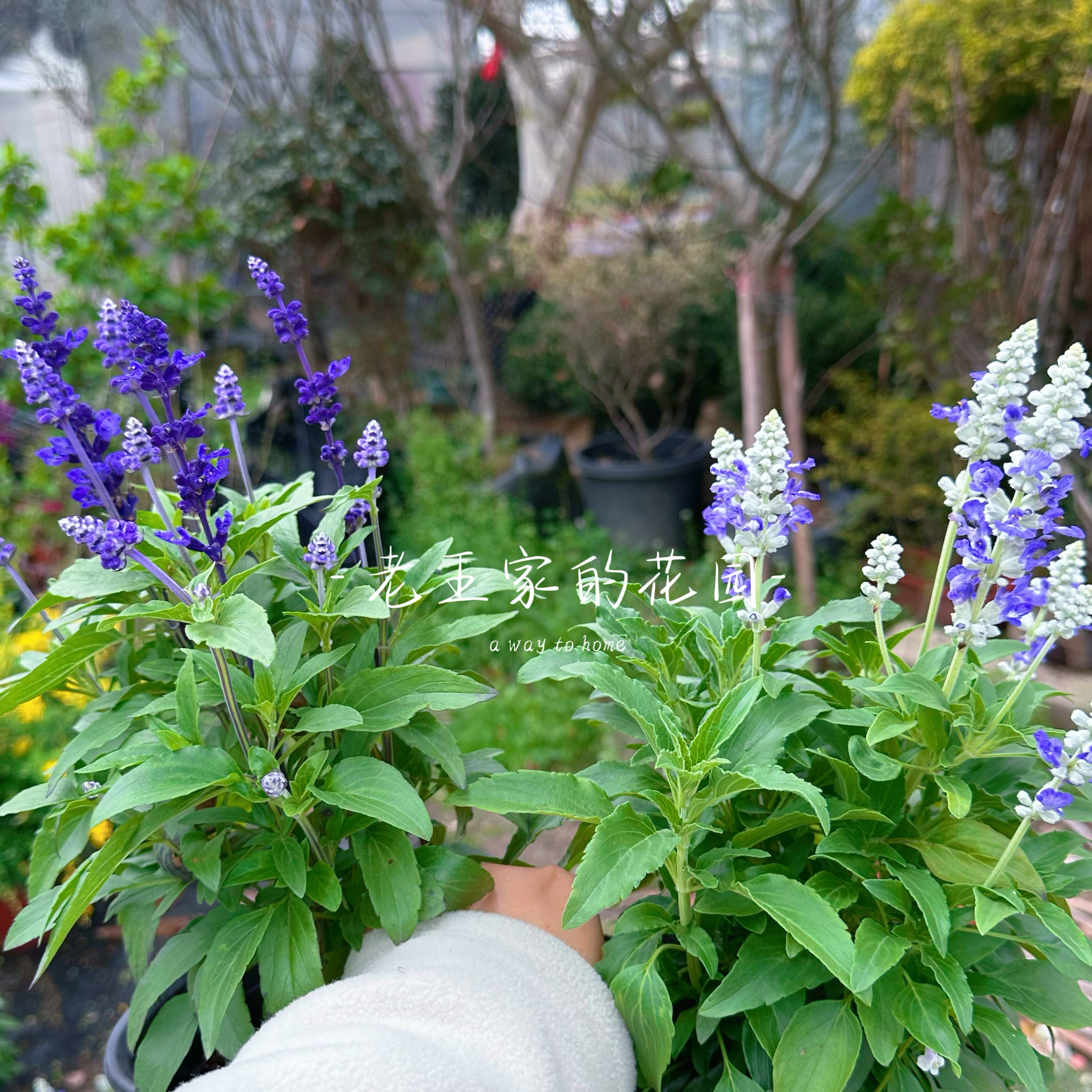 萨利芳鼠尾草多年生宿根花卉阳台庭院好养盆栽带花蓝霸鼠尾草-图0