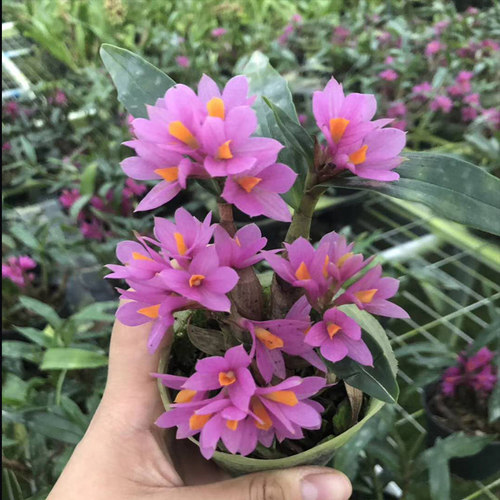 带花苞水莲石斛苗原土原盆发货姬美石斛兰红莲石斛室内绿植盆栽 - 图2