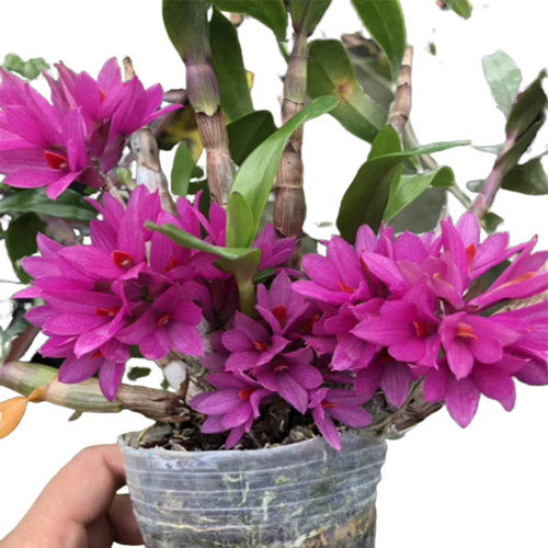 带花苞水莲石斛苗原土原盆发货姬美石斛兰红莲石斛室内绿植盆栽 - 图1