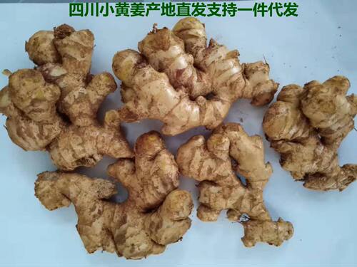 四川新鲜小黄姜月子老土母姜嫩生姜仔指泡菜醋姜红芽姜芽3斤包邮 - 图2