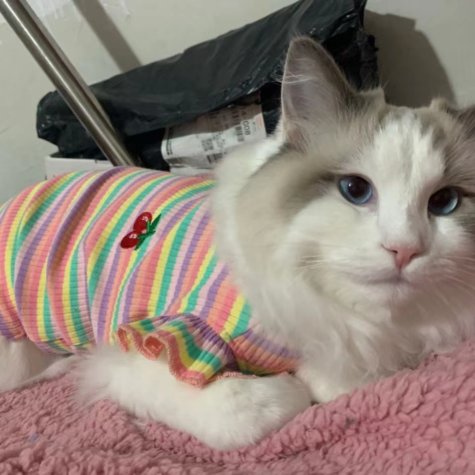 新款彩条情侣狗狗衣服春秋款猫咪宠物博美比熊泰迪衣服小型犬薄款 - 图0