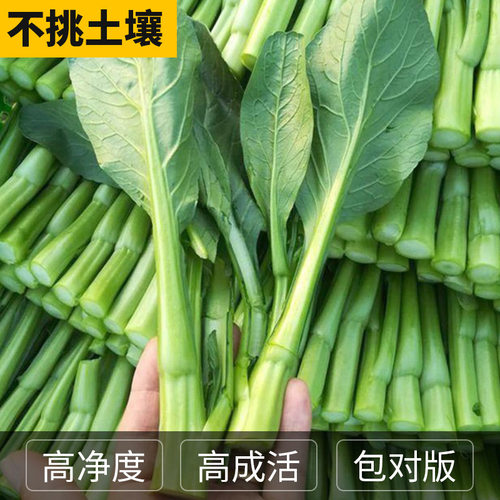 四季甜菜心种子抗热耐湿青菜春秋四季播农家四九菜心阳台快菜种籽 - 图1