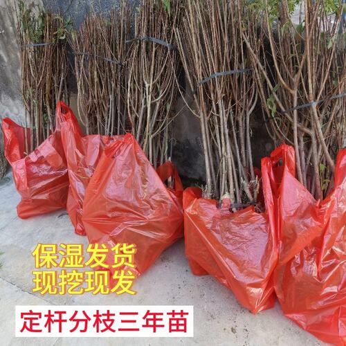 【假一赔十】蜂糖李子树苗正宗贵州六马原产地一代嫁接苗苗圃直销 - 图1