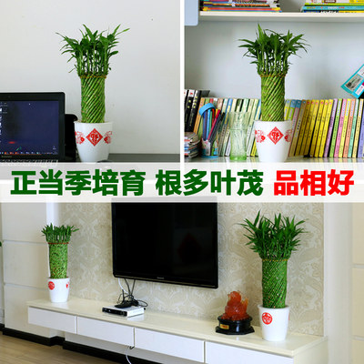 带根水养富贵竹水培植物转运竹客厅室内花草四季常青招财竹子盆栽 虎窝淘