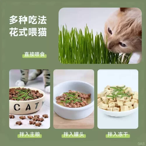 懒人泡面猫草盆栽猫草种子无土水培天然种植化毛磨牙洁齿猫咪零食 - 图2
