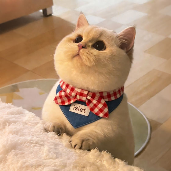 Cute cat saliva towel pet dog neck scarf bow tie bib small dog puppet blue and white teddy bear decoration