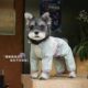 Dog clothes spring and summer raincoat puppy pet Teddy Bichon spring clothes Corgi Schnauzer four-legged jacket