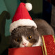 Cat Christmas Headdress Cute Little Red Riding Hood Festive Headband
