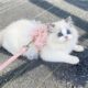 Fairy style cat traction rope to prevent break-away when going out, special princess dress, vest-style chest and back, cat leash, cat walking clothes