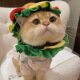 Pet dog burger hood hat cartoon cute