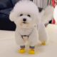 Anti-slip anti-dirty dog socks Bichon Teddy anti-scratch