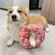 Dog toy making sound pizza ring paper plush cute