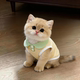 Cat clothes anti-shedding spring and summer thin vest gold gradient dog dopamine anti-dirty lapel POLO shirt
