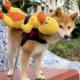 Dog vocal toy, cute little duck to accompany teething