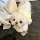 Cat Clothes Cute Pumpkin Skirt Ragdoll Princess Skirt