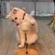 Cat toy leaking food ball consumes energy, self-stimulating and relieves boredom, spring freeze-dried tumbler, cat funny stick, pet supplies