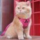 Cat traction rope vest, anti-breakaway, special cat walking rope, pet harness chain, adjustable cat walking artifact