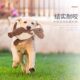 Dog toys grind teeth, make sounds, bite resistance and relieve boredom, corgi puppies, teddy, small and medium-sized dog pet plush supplies