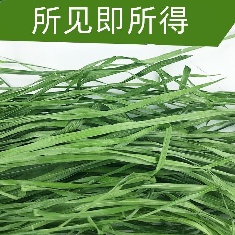 精选烘干多叶提摩西草兔兔荷兰猪龙猫干草牧草兔粮,淘宝优惠券,粉丝福利购,淘宝优惠卷