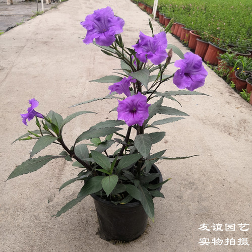 翠芦莉花苗盆栽多年生宿根花卉耐热耐寒花期长室外阳台露天地栽 - 图2