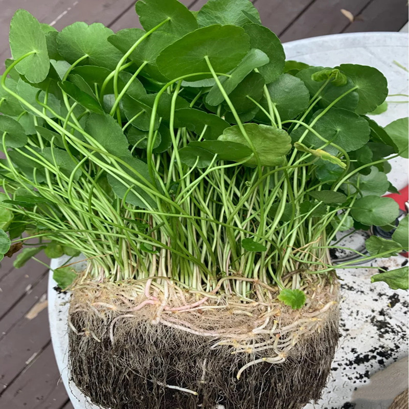 水培铜钱草盆栽植物室内室外办公室桌面花卉绿植水养草大盆苗趣味-图1