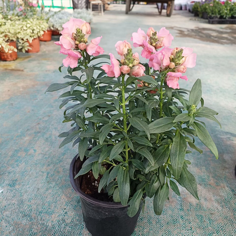 金鱼草盆栽狮子花龙头花阳台庭院冬季耐寒草本花卉洋彩雀带花苞发,淘宝优惠券,粉丝福利购,淘宝优惠卷