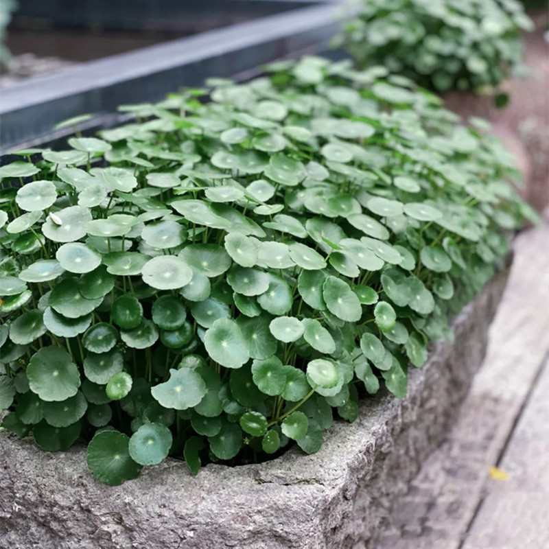 水培铜钱草盆栽植物室内室外办公室桌面花卉绿植水养草大盆苗趣味-图0