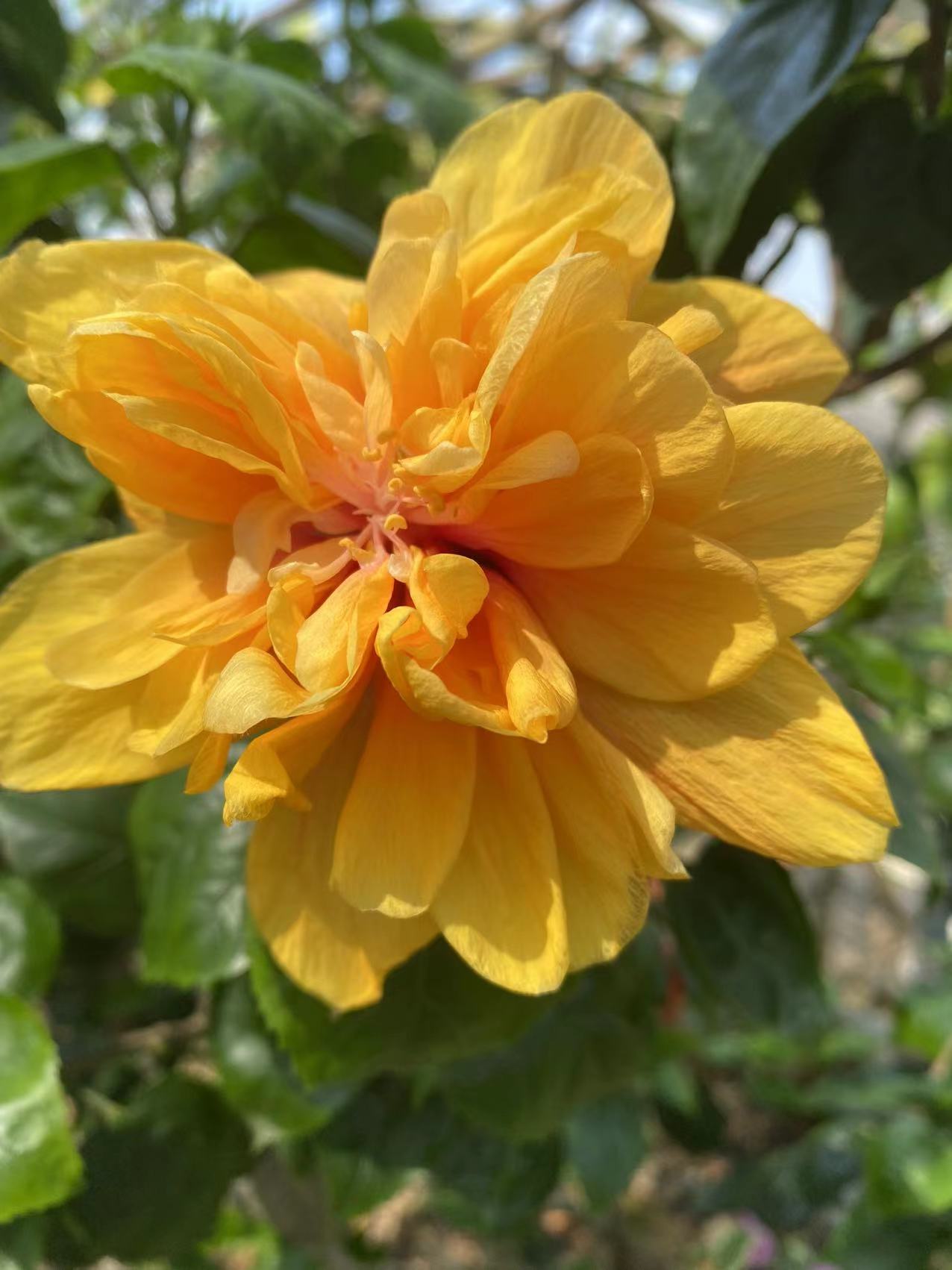 进口四季牡丹花木槿花芙蓉花朱槿重瓣带花苞阳台庭院耐热绿植盆栽 - 图0