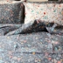 Sen dày 60 bông twill đơn giường đôi chăn đơn quilt chăn bông đa kích thước vải thô giường - Khăn trải giường