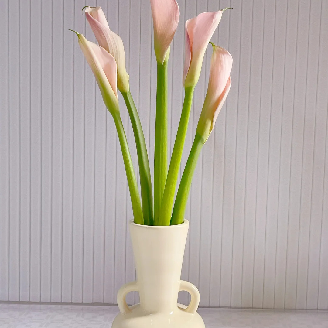 【火烈鸟粉色马蹄莲】云南新鲜鲜花全店任意两件顺丰包邮,淘宝优惠券,粉丝福利购,淘宝优惠卷