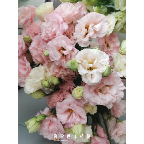【肉粉色洋桔梗】云南新鲜鲜花 全店任意两件顺丰京东包邮 - 图3