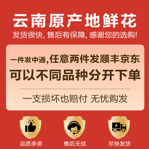 【黑心向日葵5支 】云南新鲜鲜花 全店任意两件顺丰京东包邮 - 图1