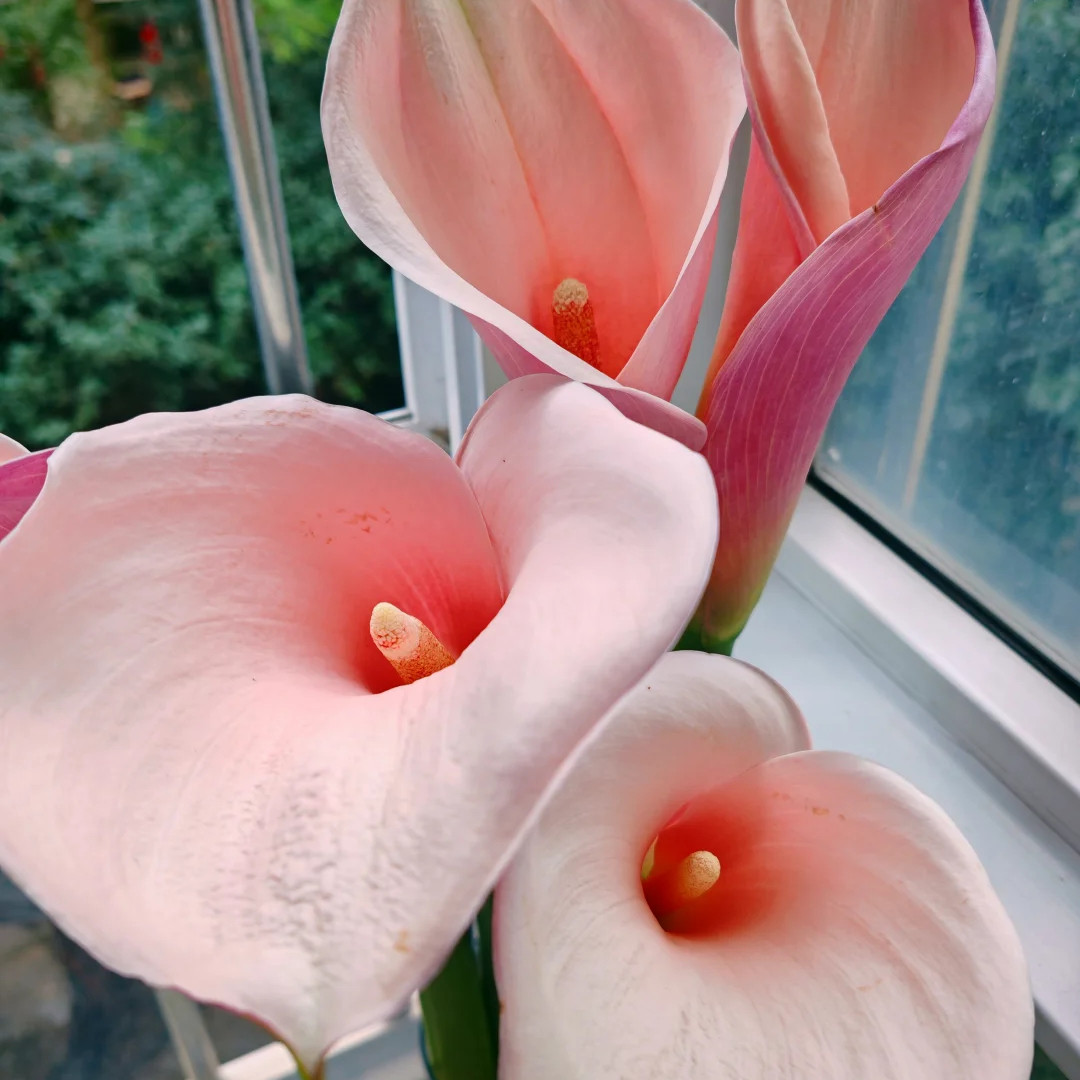 【火烈鸟粉色马蹄莲】云南新鲜鲜花全店任意两件顺丰包邮,淘宝优惠券,粉丝福利购,淘宝优惠卷