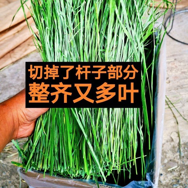 25年精选多叶烘干提摩西草北提草兔兔干草龙猫豚鼠粮草叶多杆少,淘宝优惠券,粉丝福利购,淘宝优惠卷