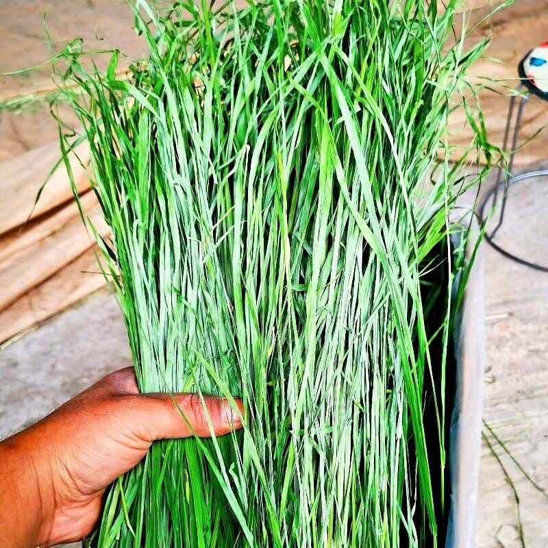 25年精选多叶烘干提摩西草北提草兔兔干草龙猫豚鼠粮草叶多杆少,淘宝优惠券,粉丝福利购,淘宝优惠卷