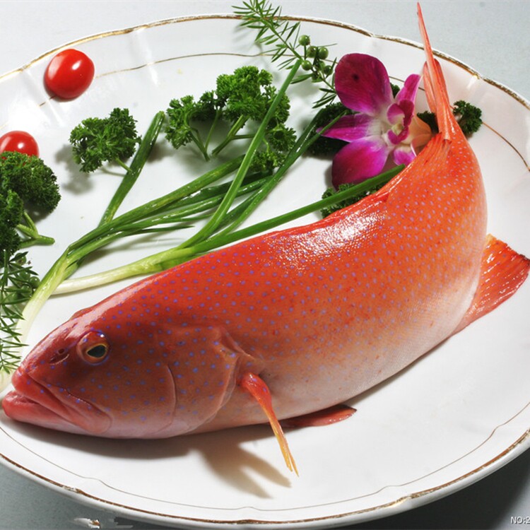 鲜活东星斑红石斑鱼青岛海鲜水产深海鱼珍珠斑大个900克左右顺丰