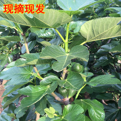 新鲜无花果叶子药用zhi疮熏洗现摘现发树叶500g保鲜产后坐浴特产 - 图2