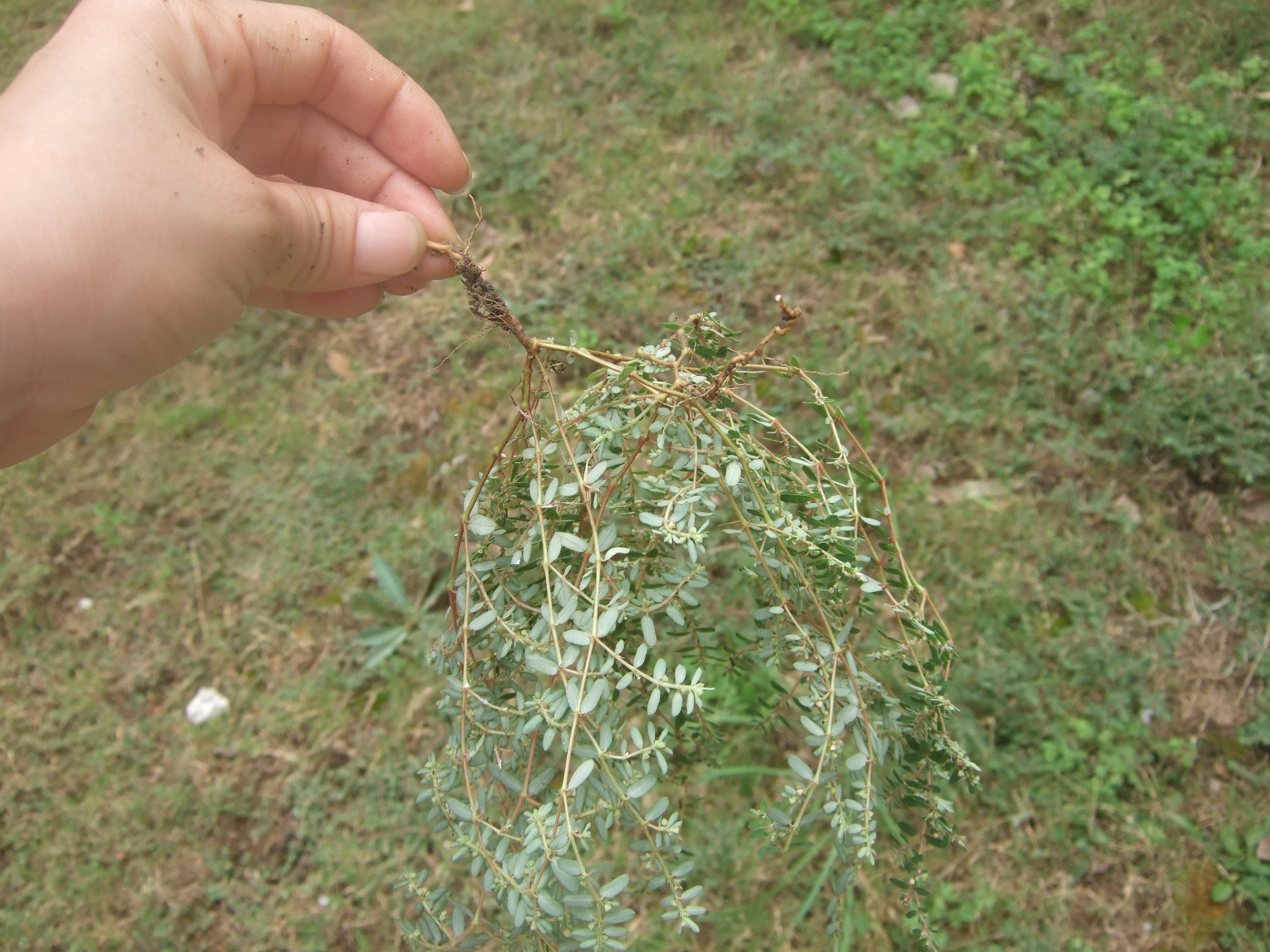 鼠尾草图片_秋季的鼠尾草图片大全 - 花卉网