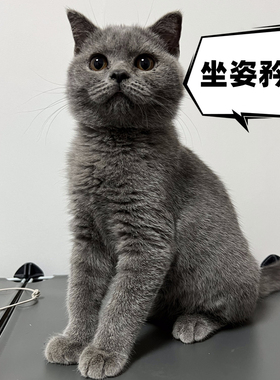 小胖老婆 小小胖 镇店神兽之女神兽