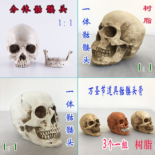 人体头骨带颈椎模型彩色白色骷髅头 头颅骨 骨骼医用美术素描促销 - 图1