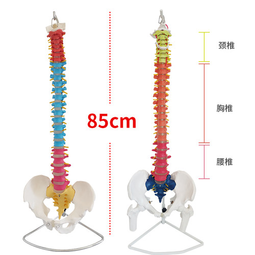 白色彩色人体脊椎模型带骨盆半腿骨尾骨脊柱骨骼骨架医用颈椎腰椎 - 图1