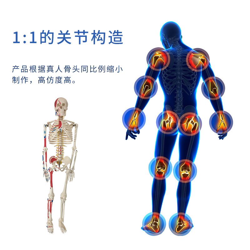 人体骨骼模型骨架45cm85血管神经肌肉迷你小椎间盘医用20教学解剖 - 图1